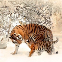 Пазл: Тигрица и тигрёнок
