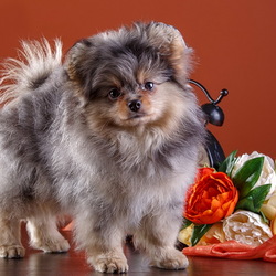 Пазл: Собачка и пионы