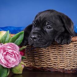 Пазл: Щенок Кане-корсо