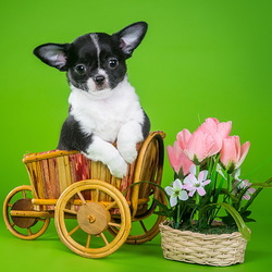 Пазл: Чихуахуа