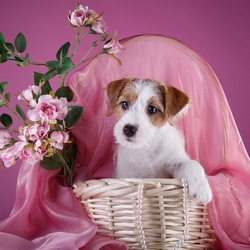 Пазл: Джек Рассел терьер