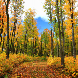 Пазл: Осенний лес