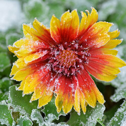 Пазл: Первый снег 