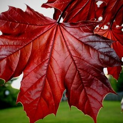 Пазл: Осенние листья