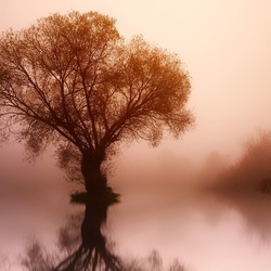 Пазл: Одинокое дерево