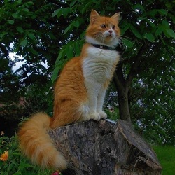 Пазл: Рыжик