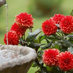 Пазл: Морозное утро