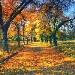 Пазл: Осенняя аллея