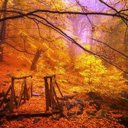 Пазл: Осенний лес