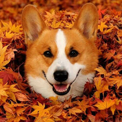 Пазл: Привет!