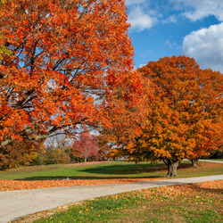 Пазл: Осенний парк
