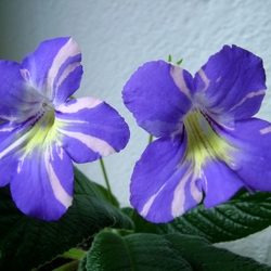 Пазл: Стрептокарпус