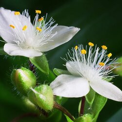 Пазл: Традесканция