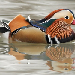 Пазл: Утка-мандаринка
