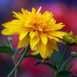 Пазл: Цветок