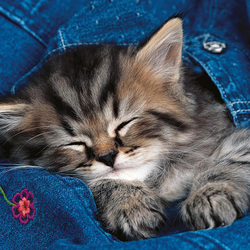 Пазл: Малыш