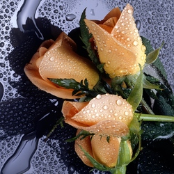 Пазл: Очарование роз