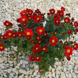 Пазл: Хризантемы