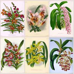 Пазл: Орхидеи в иллюстрациях 19 века