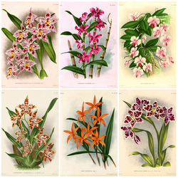 Пазл: Орхидеи в иллюстрациях 19 века