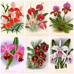 Пазл: Орхидеи в иллюстрациях 19 века