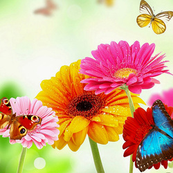 Пазл: Герберы