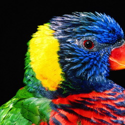 Пазл: Попугайчик