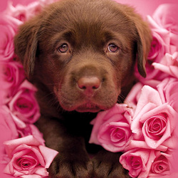 Пазл: В цветочках