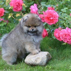 Пазл:  Померанский шпиц