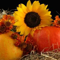 Пазл: Спелые тыквы