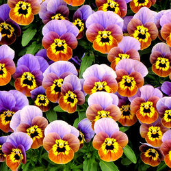 Пазл: Анютины глазки