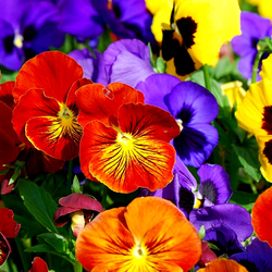 Пазл: Виолы