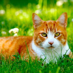 Пазл: Рыжий