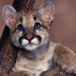 Пазл: Большой котенок