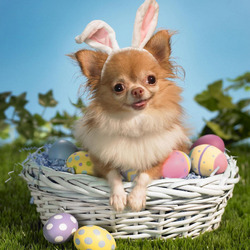 Пазл: Пасхальный зайчик