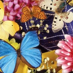 Пазл: Бабочки