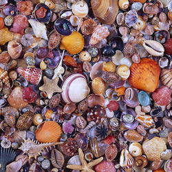 Пазл: Ракушечки