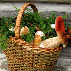 Пазл: Дары леса