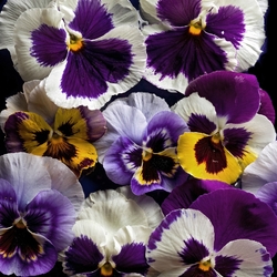 Пазл: Анютины глазки