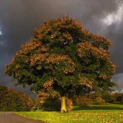 Пазл: Перед грозой