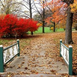 Пазл: В осеннем парке