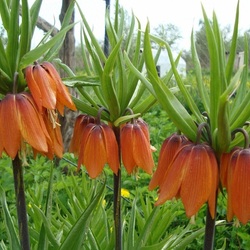 Пазл: Рябчик