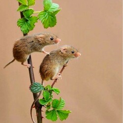 Пазл: Мыши-малютки