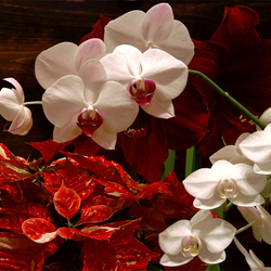 Пазл: Новогодние орхидеи