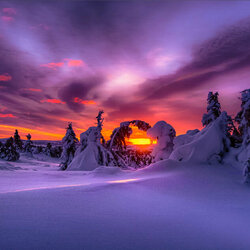 Пазл: Одинокий зимний рассвет