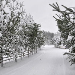 Пазл: Зимний парк