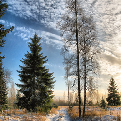 Пазл: Дорога мимо ели