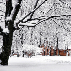 Пазл: Белоснежная красота