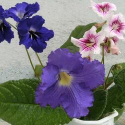 Пазл: Стрептокарпус