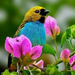 Пазл: Танагра